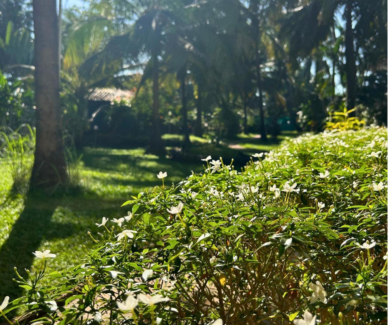 Jungle Hut-Annabelle'S Beach Apartments At Bernard Simao,Calangute,Goa 坎多林 外观 照片