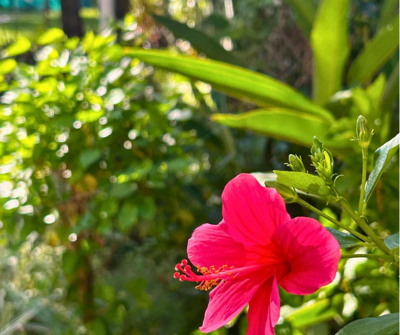 Jungle Hut-Annabelle'S Beach Apartments At Bernard Simao,Calangute,Goa 坎多林 外观 照片